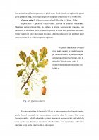Atestat Inventarierea speciilor din parcul dendrologic și descrierea speciilor de bază - imaginea10