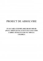 Atestat Evaluarea exemplarelor de molid Picea Abies și fag Fagus Sylvatica din cadrul Ocolului Silvic Tihuța Colibița - imaginea2
