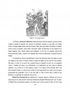 Atestat Obiceiuri, traditii si influente gastronomice din zona Oltenia - imaginea29