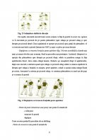 Atestat Pregatirea tehnico tactica a jocului de handbal - imaginea25