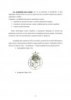 Atestat Asamblări cu pene și caneluri - imaginea20