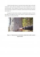 Atestat Evaluarea exemplarelor de molid Picea Abies și fag Fagus Sylvatica din cadrul Ocolului Silvic Tihuța Colibița - imaginea25