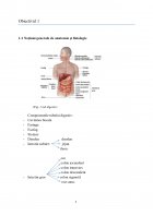 Atestat Îngrijirea pacientului cu gastrită acută - imaginea5