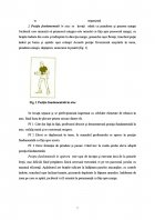 Atestat Pregatirea tehnico tactica a jocului de handbal - imaginea7