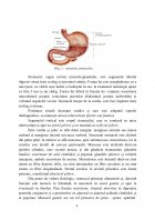 Atestat Îngrijirea pacientului cu gastrită acută - imaginea6