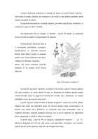 Atestat Inventarierea speciilor din parcul dendrologic și descrierea speciilor de bază - imaginea15