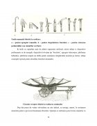 Atestat Recoltarea, prelucrarea și păstrarea semințelor forestiere - imaginea14