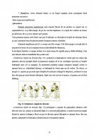 Atestat Pregatirea tehnico tactica a jocului de handbal - imaginea24