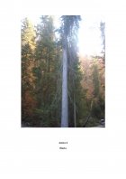 Atestat Evaluarea exemplarelor de molid Picea Abies și fag Fagus Sylvatica din cadrul Ocolului Silvic Tihuța Colibița - imaginea31