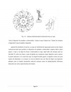 Atestat Cultura cartofului și mașini de plantat cartoful - imaginea18