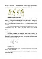 Atestat Pregatirea tehnico tactica a jocului de handbal - imaginea43