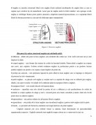 Atestat Aplicarea unghiilor cu gel folosind șablonul - imaginea7