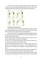 Atestat Pregatirea tehnico tactica a jocului de handbal - imaginea22