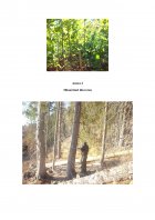 Atestat Evaluarea exemplarelor de molid Picea Abies și fag Fagus Sylvatica din cadrul Ocolului Silvic Tihuța Colibița - imaginea29