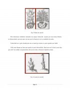 Atestat Cultura cartofului și mașini de plantat cartoful - imaginea12