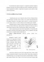 Atestat Inventarierea speciilor din parcul dendrologic și descrierea speciilor de bază - imaginea7